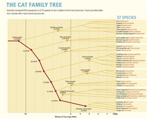 Felidae Evolution ~ Cat Family Tree ~ Wild Cat Family