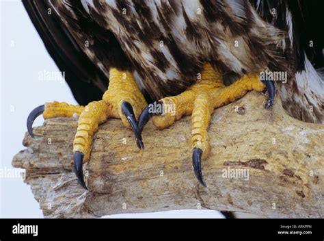 Close up of the feet and talons of a bald eagle (Haliaetus leucocephalus), Alaska, USA, North ...