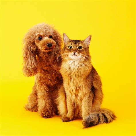 Are Poodles Good With Cats? - SpiritDog Training