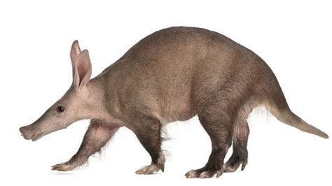 Aardvark - Alchetron, The Free Social Encyclopedia