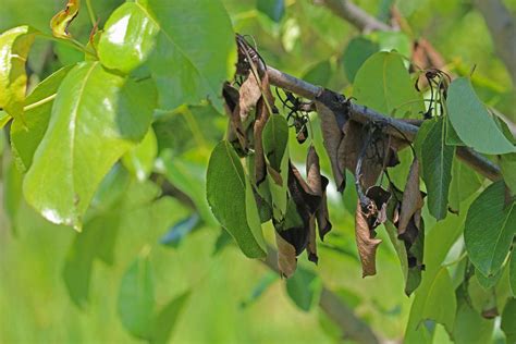 Bradford Pear Tree Red Spots On Leaves - Infoupdate.org