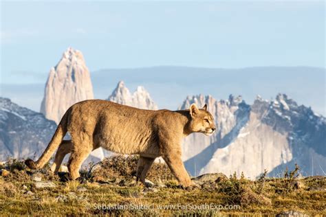 Pumas de la Patagonia | Pumas de Torres del Paine | Far South Exp