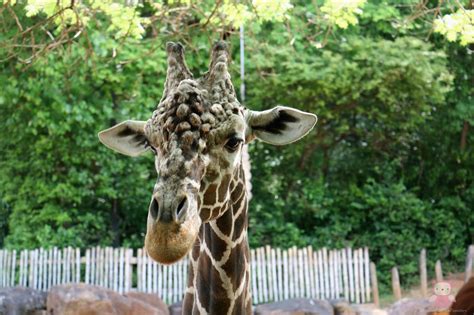 Visiting Zoo Atlanta - #OnlyZooATL | AnnMarie John LLC | A Travel and Lifestyle Blog
