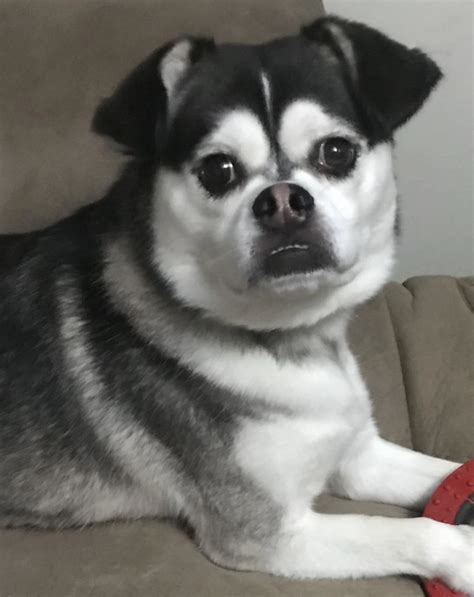 How Much Does A Husky Pug Mix Cost