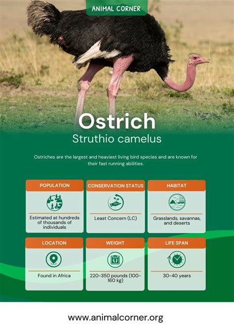 Ostrich Birds - Facts, Diet & Habitat Information