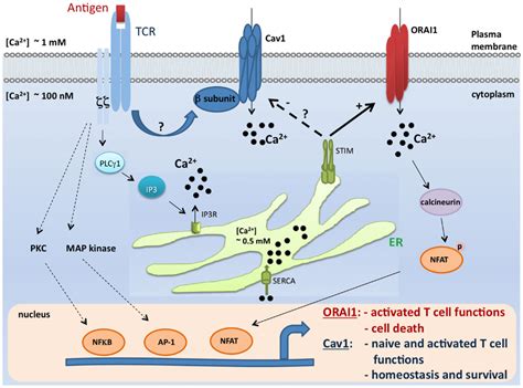 Cell map