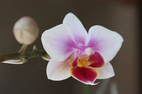 Free Photo: Light Pink Orchid Flower