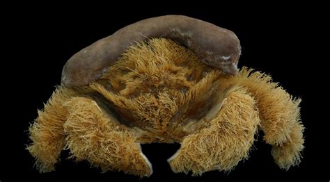 This is a fluffy sponge crab, a new species discovered in West ...