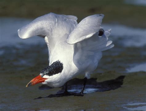 Caspian Tern - Birds - South Africa