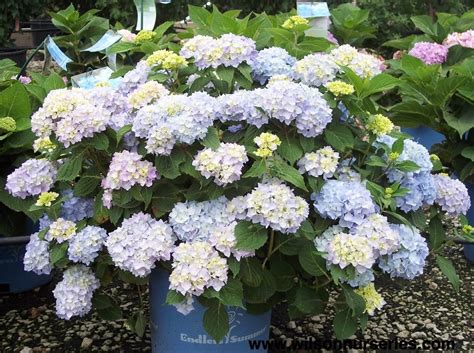 Endless summer® Hydrangea – Wilson Nurseries