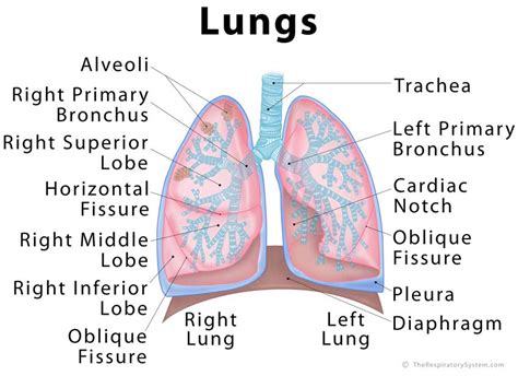 Human Lungs Labeled