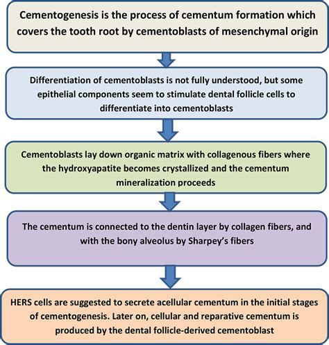 CEMENTUM - Focus Dentistry