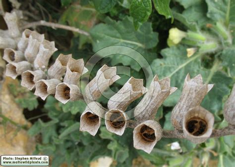 Hyoscyamus albus (White Henbane) : MaltaWildPlants.com - the online ...