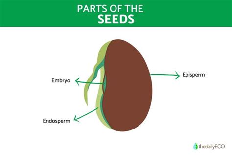 What Are Seeds? Types of Seeds, Functions and Parts