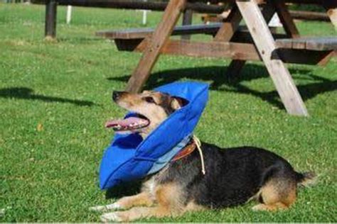 5 Comfy Alternatives to the Cone of Shame + Review of the Inflatable Dog Collar - PetHelpful