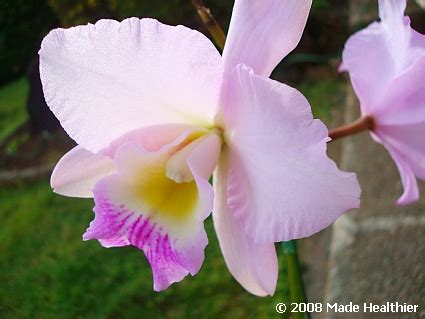 Christmas Orchids Colombia National Flower Pictures