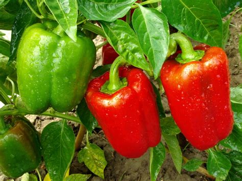 Bell Pepper Plant Pictures - markanthonystudios.net