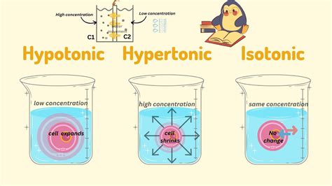 Hypotonic, Hypertonic and Isotonic solution: Know the difference among the three I Science with ...