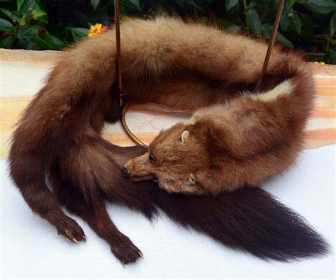 Mink Stole/Wrap - 3 Full Pelts, Beautiful Colors, Fisher Furs Baltimore ...