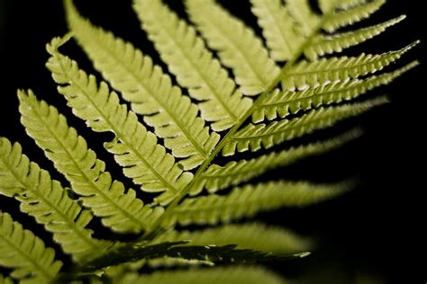 Selective Focus Photo of Linear Leaf Plant · Free Stock Photo