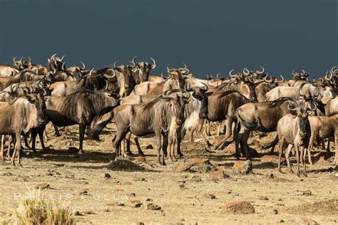 Wildebeest Herd, Maasai Mara National Reserve, Kenya, Connochaetes taurinus