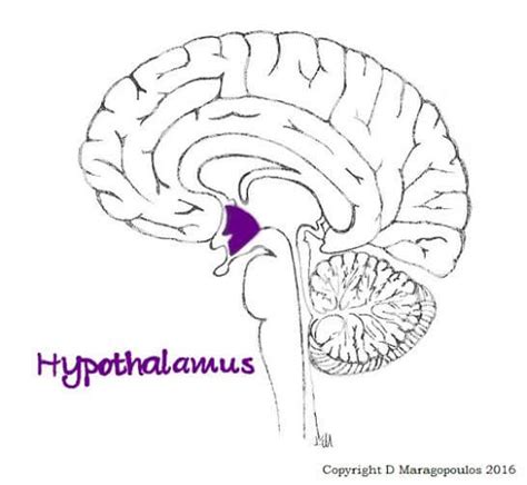 Hormones & Emotions: Heal Your Emotional Hormones - Genesis Gold