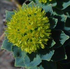 Rhodiola Rosea Benefits, Uses, Dosage & Side Effects