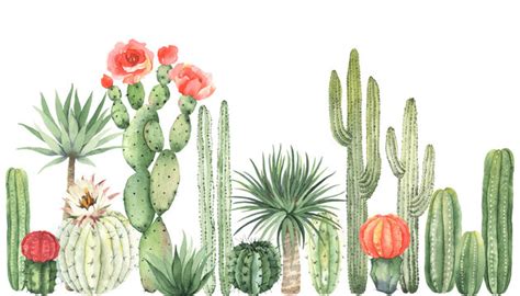 Cactus Watercolor Border Images – Browse 3,354 Stock Photos, Vectors, and Video | Adobe Stock