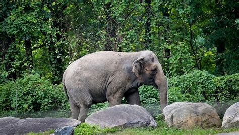 Bronx Zoo elephant isn't 'imprisoned,' judge rules | FOX 5 New York