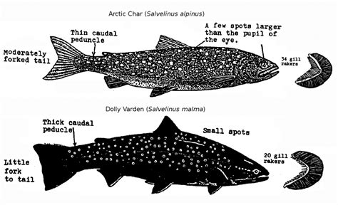 Dolly Varden Salvelinus malma