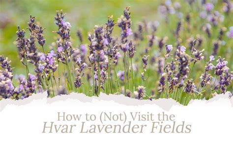 How to (Not) Visit the Hvar Lavender Fields in Croatia - A Guide