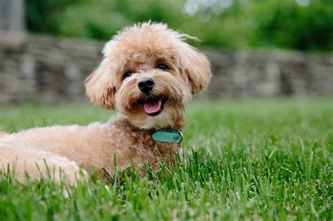 Brown Poodle Pictures, Photos, and Images for Facebook, Tumblr ...