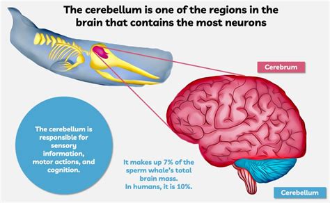 The award for the largest brain in the world goes to...