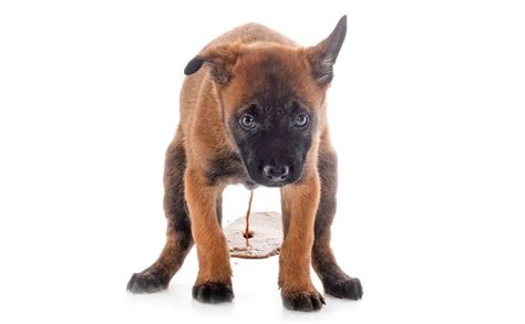 Dog Diarrhea: What To Give, Treatment, Causes, Home Remedies & More