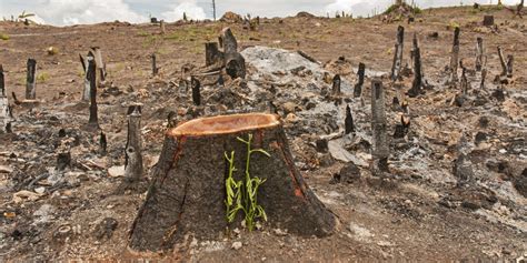 L’ingénierie forestière face au défi de la déforestation – énergie mines & carrières Magazine