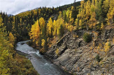 As extreme fires transform Alaska’s boreal forest, deciduous trees put ...