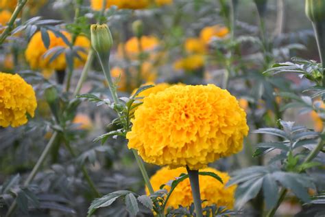 Marigold flower garden, marigold growing at home. 8925493 Stock Photo ...