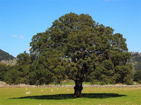 Camphor Tree