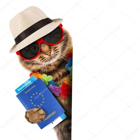 Cat with passport and airline ticket Stock Photo by ©funny_cats 80976506