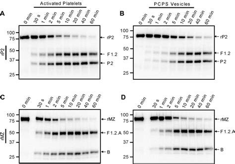 Cleavage of prothrombin variants by prothrombinase assembled on ...