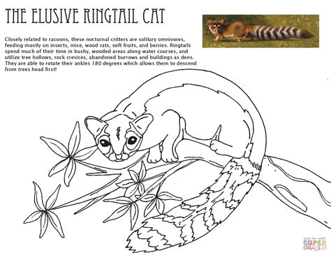 Ringtail Cat from Oregon Caves National Monument coloring page | Free ...