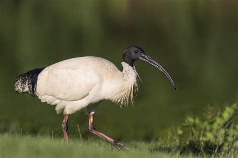 Australian White Ibis • ReWild Perth