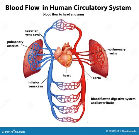 Human Circulatory System Diagram Labeled Basic