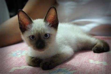 Siamese/Orientals cats.Lilac point,Seal tabby silver Siamese,Seal point, Flame point, ,Balinese ...