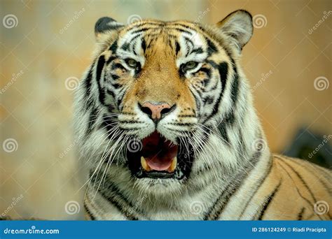 Closeup bengal tiger roar stock image. Image of danger - 286124249