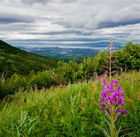 Fireweed Jelly - Alaska Good Life