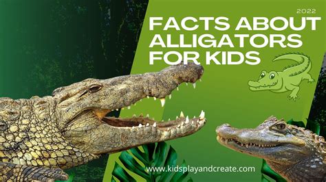 Amazing Alligator Facts for Kids! You Need to Read This! - Kids Play and Create