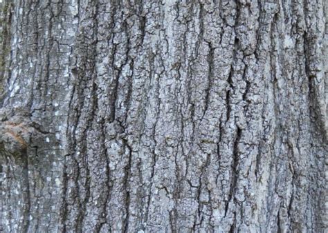 Common Types of Oak Trees (With Bark Photos for Identification) | Owlcation