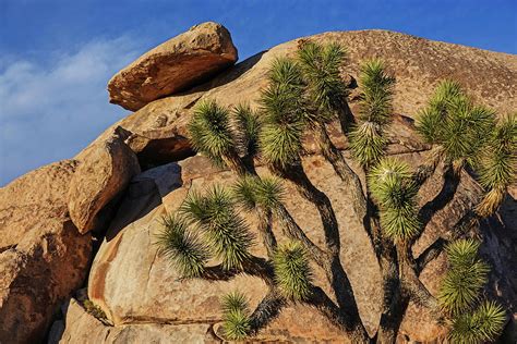 Joshua Tree California Cap Rock Photograph by Toby McGuire