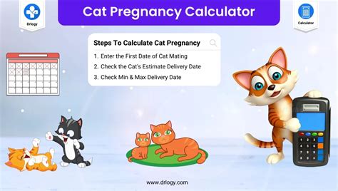 Best Cat Pregnancy Calculator | Kitten Calculator - Drlogy